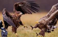 عقاب طلایی ایران یکی از بزرگترین عقاب های جهان