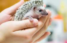 جوجه تیغی مینیاتوری یا فنجانی