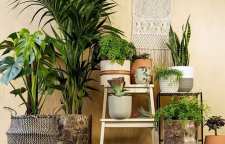 8 نکته طلایی برای مراقبت بهتر گیاهان آپارتمانی