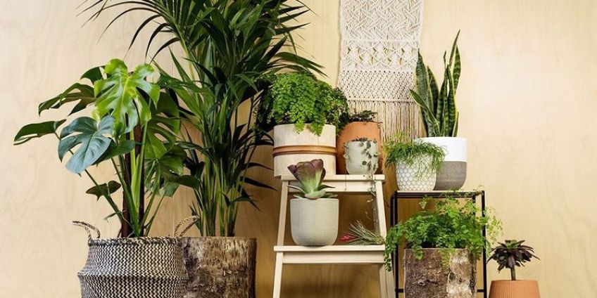 8 نکته طلایی برای مراقبت بهتر گیاهان آپارتمانی