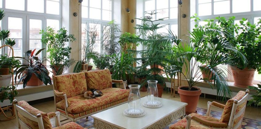 5 گیاه آپارتمانی مقاوم با آبیاری کم