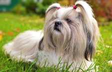 سگ شیتزو سگی با نگه داری آسان در آپارتمان