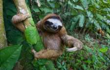 تنبل یکی از کندترین موجودات جهان