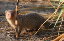 خدنگ دشمن اصلی مارها