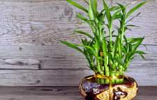 روش نگهداری گیاه زینتی بامبو