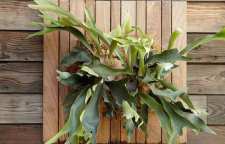 معرفی گیاه بیفورکاتوم یا سرخس شاخ گوزنی