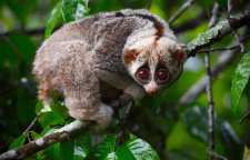 چشم گرد تنبل دوست داشتنی ترین حیوان سمی آسیا