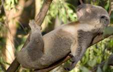 یوینگز زیستگاه کوالاها در استرالیا