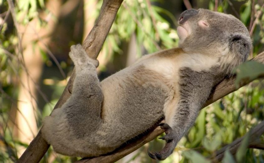 یوینگز زیستگاه کوالاها در استرالیا