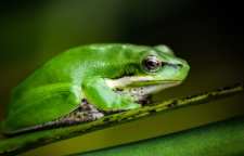 قورباغه بوفیس از تیره ماداگاسکا