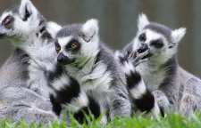 خرسک دم حلقه ای برزیلی