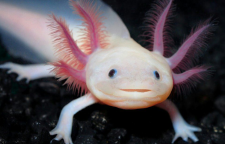 آکسولوتل یا سمندر مکزیکی