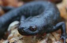 سمندر سینه سرخ ژاپنی و چینی