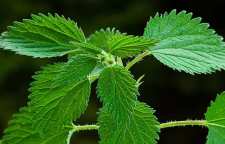 گزنه داروی طبیعی برای درمان دردها