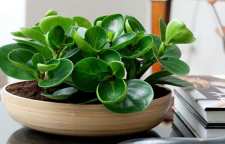 آشنایی با گیاه برگ قاشقی یا پیرومیا