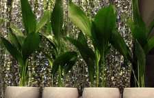 معرفی و روش نگهداری گیاه برگ عبایی