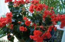 معرفی گیاه بگونیا هلندی یا هیمالیس