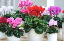 روش نگهداری گل بنفشه آفریقایی در منزل