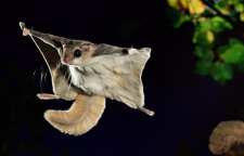 شوگرگلایدرها