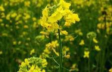 خواص بی نظیر گیاه خردل