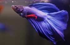 ماهی فایتر یا رزمجوی سیامی