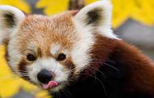 پاندای قرمز در لیست حیوانات در خطر انقراض