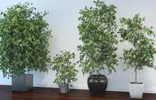 نکاتی برای نگهداری گیاه فیکوس بنجامین