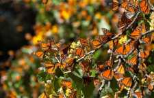 زیستگاه‌ زمستانی جمعیت شرقی پروانه شهریار در آمریکای شمالی
