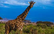 زرافه بلندقد ترین حیوان زمین