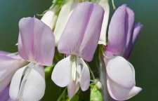 گیاه گالگا درمانی برای بیماران دیابتی