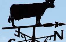 جهت یابی در طبیعت به کمک حرکت برخی جانوران