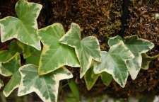 معرفی گیاه پاپیتال یا عشقه