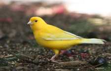 نحوه نگهداری از قناری