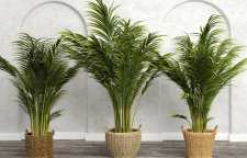 آشنایی با گیاه اریکا یا نخل پروانه ای