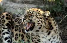 داستان آموزنده شیوانا و شکار پلنگ