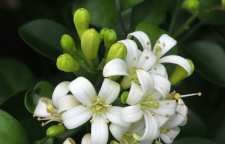 عرق بهار نارنج را جایگزین دیازپام کنیم