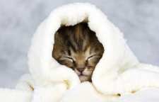 آموزش نگهداری گربه در فصل زمستان