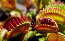 گیاهان گوشت خوار را بیشتر بشناسید