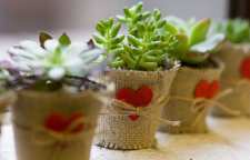 معرفی گیاه آپارتمانی کاکتوس سدوم