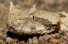 خصوصیات مار شاخدار ایرانی