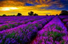 گیاه اسطو خودوس و کاربرد بسیار آن