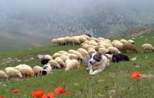 داستان زیبای چه کشکی چه پشمی