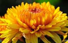 درمان عفونت دندان با گل داوودی و سیر