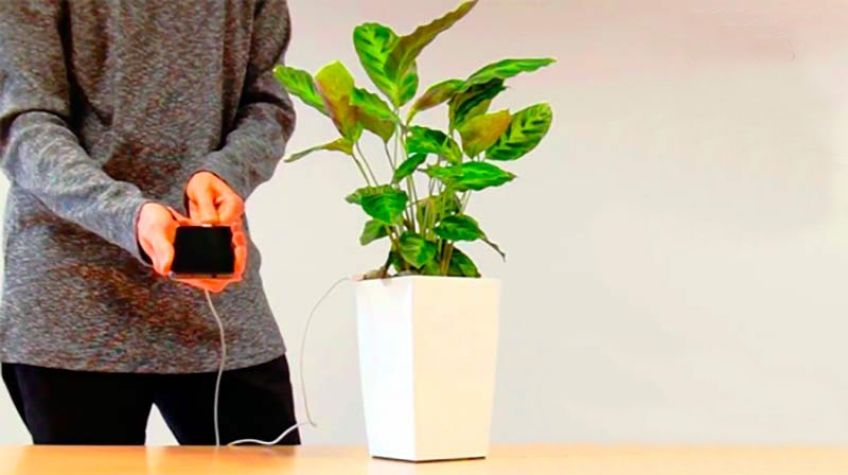 گلدانی که گوشی شما را شارژ می کند