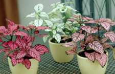 آشنایی با گل زینتی هیپوستس یا گل سنگ