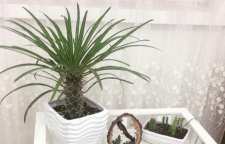 اصول و روش نگهداری نخل ماداگاسکارا در آپارتمان