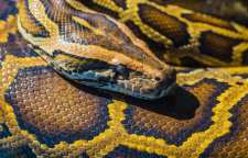 دانستنی های جالب درمورد مار پیتون