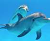 دانستنی های جالب و خواندنی در مورد دلفین ها
