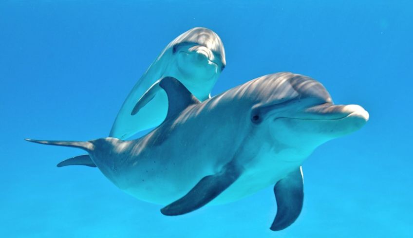 دانستنی های جالب و خواندنی در مورد دلفین ها