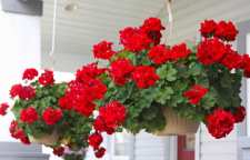 معرفی گل زیبای شمعدانی